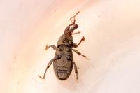 Mitoplinthus caliginosus