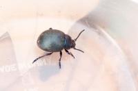 Timarcha goettingensis