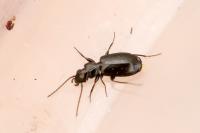Microlestes