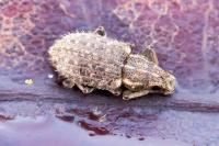 Sitona hispidulus