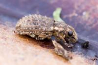 Sitona hispidulus