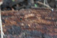 Brachinus