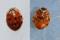 Adalia decempunctata