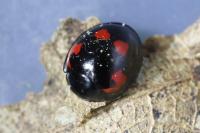 Exochomus quadripustulatus