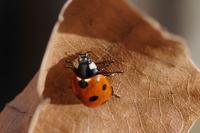 Coccinella septempunctata