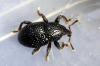 Leiosoma deflexum