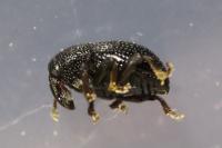Leiosoma deflexum
