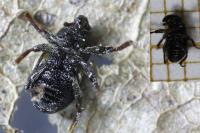 Leiosoma deflexum