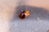 Stilbus testaceus