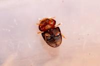 Stilbus testaceus