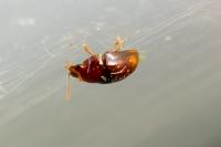 Stilbus testaceus