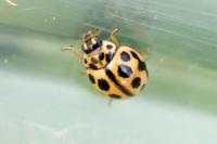 Tytthaspis sedecimpunctata