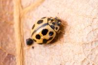 Tytthaspis sedecimpunctata