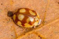 Adalia decempunctata