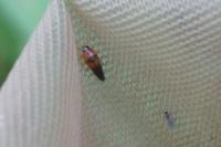 Tachyporus