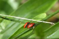 Lilioceris lilii