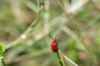 Lilioceris lilii