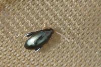 Psylliodes chrysocephala