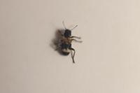 Thanasimus formicarius