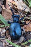 Meloe violaceus