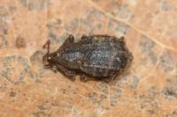 Minyops carinatus