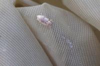 Phyllobius pyri