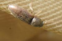 Agriotes
