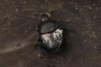 Onthophagus