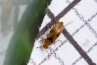 Anaspis maculata
