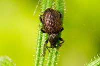 Otiorhynchus rugosostriatus