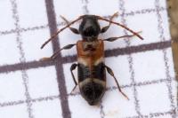 Poecilium alni