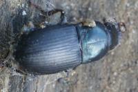 Harpalus dimidiatus