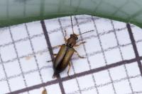 Orsodacne cerasi