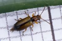 Orsodacne cerasi