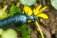 Meloe violaceus