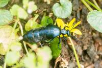 Meloe violaceus