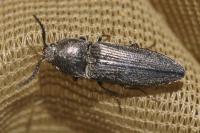 Cidnopus pilosus