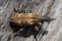 Mecaspis alternans
