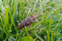 Rhagium sycophanta