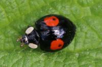 Harmonia axyridis