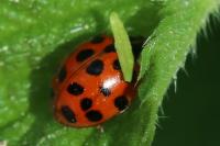 Harmonia axyridis
