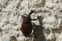 Lepyrus capucinus