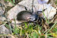Carabus nemoralis