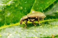 Phyllobius betulinus
