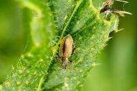Phyllobius betulinus