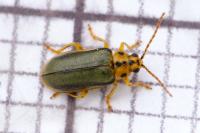 Xanthogaleruca luteola