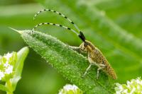 Agapanthia villosoviridescens