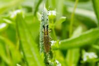 Agapanthia villosoviridescens