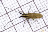 Agapanthia villosoviridescens