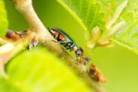 Malachius bipustulatus